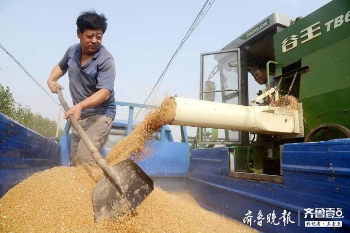 聊城玉米最新价格与温情故事