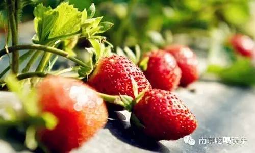 水莓100最新地址揭秘，寻找内心平静的探险之旅